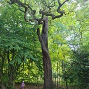 Forstbotanischer Garten Hann. Münden Forstbotanischer Garten Hann. Münden