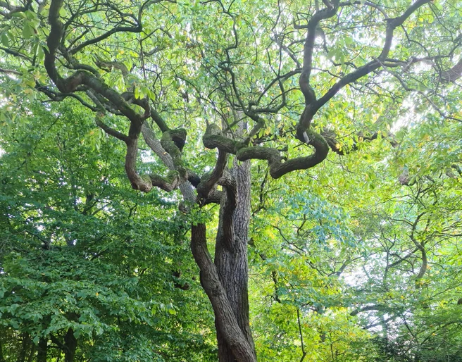 Forstbotanischer Garten Hann. Münden Forstbotanischer Garten Hann. Münden