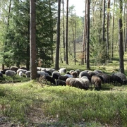 schnuckenherde-hoerpeler-heide