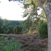 Heidschnuckenweg_Borsteler Kuhlen (5).JPG