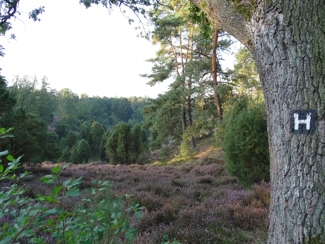 Heidschnuckenweg_Borsteler Kuhlen (5).JPG