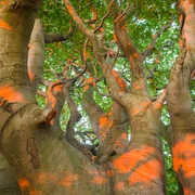 baum-friedwald