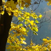 Wald im Elm Wald im Elm
