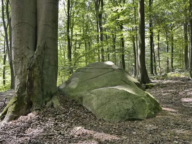 Naturschutzgebiet Steinernes Meer bei Belm-Vehrte, Osnabrücker Land, Niedersachsen, Deutschland Naturschutzgebiet Steinernes Meer bei Belm-Vehrte, Osnabrücker Land, Niedersachsen, Deutschland