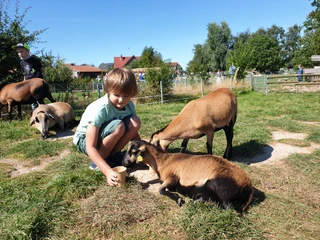 Kind hockt vor zwei Schafen und füttert diese