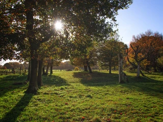 Kuhweide