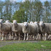 Tierische Landschaftsgestalter