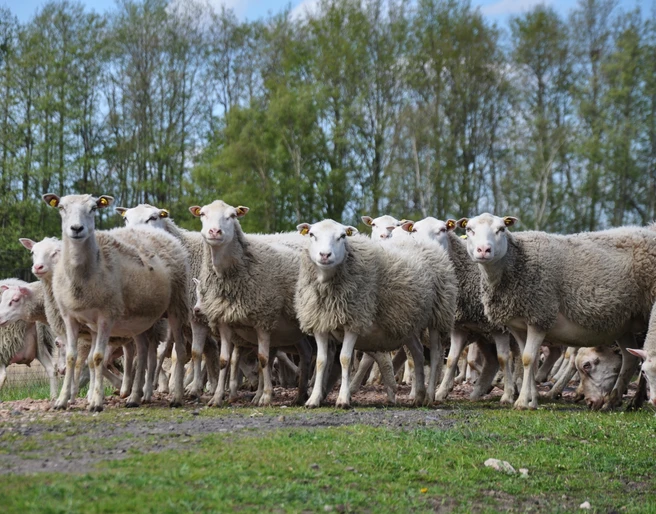 Tierische Landschaftsgestalter