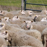 Tierische Landschaftsgestalter