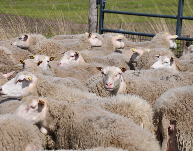 Tierische Landschaftsgestalter