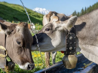 Alpaufzug auf der Bettmeralp Alpaufzug auf der Bettmeralp