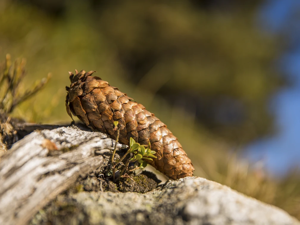 Tannenzapfen Tannenzapfen