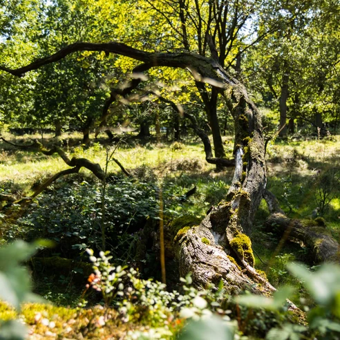 Naturpark Münden, Wald