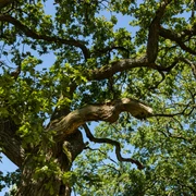 Naturpark Münden, Baum