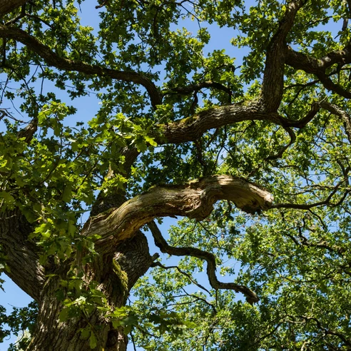 Naturpark Münden, Baum