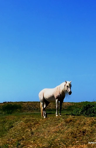 Expedition Uthlande-SylterOsten_Tinnumburg©NatalieEckelt