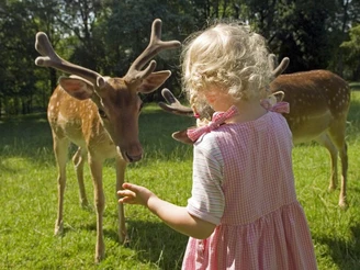 Tiere füttern am Wildgehege Kleines Mädchen füttert zwei Rehe am Wildgehege in Bad Driburg.