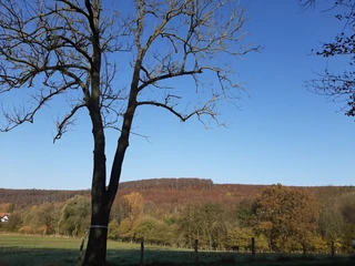 Elm Lappwald_Lina Krause_nördliches Harzvorland.jpg Elm Lappwald_Lina Krause_nördliches Harzvorland.jpg