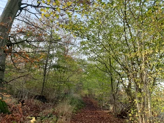 Elm Lappwald_Lina Krause_nördliches Harzvorland.jpg Elm Lappwald_Lina Krause_nördliches Harzvorland.jpg