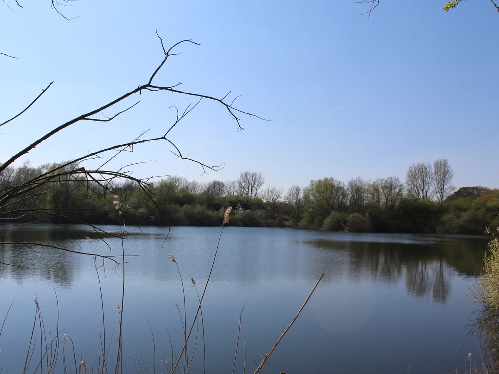 Badesee Die Rolle Nienburg Ruhiger Badesee umgeben von Bäumen, reflektiert den blauen Himmel, mit Schilf im Vordergrund.