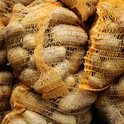 Kartoffeln Mehrere grobmaschige, orangefarbene Netze gefüllt mit frisch geernteten Kartoffeln türmen sich auf.