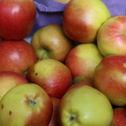 Frische, rot-gelbe Äpfel liegen dicht nebeneinander in einer Holzkiste vor lilafarbener Kulisse.