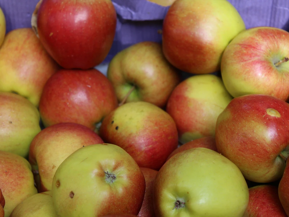 Äpfel Frische, rot-gelbe Äpfel liegen dicht nebeneinander in einer Holzkiste vor lilafarbener Kulisse.
