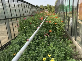 Schnittblumen-Feld der Gärtnerei Dürkop