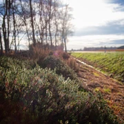 Wallkrähen