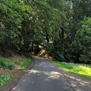 Schattiger Waldweg unter dichtem Laubdach, der sanft über eine hügelige Landschaft verläuft.