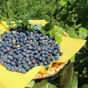 Frisch gepflückte Blaubeeren liegen auf einem gelben Tuch in einem geflochtenen Korb im Grünen.