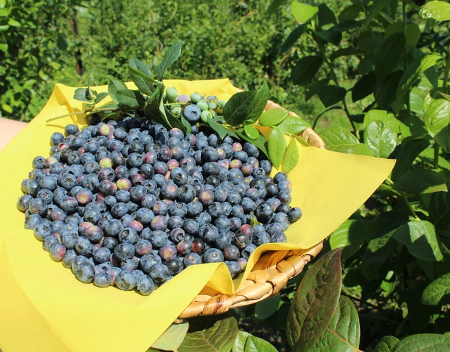 Blaubeeren Frisch gepflückte Blaubeeren liegen auf einem gelben Tuch in einem geflochtenen Korb im Grünen.