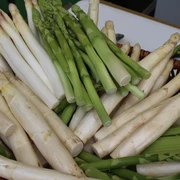 Nienburger Spargel Weiße und grüne Spargelstangen in einem Korb, frisch geerntet und gestapelt.