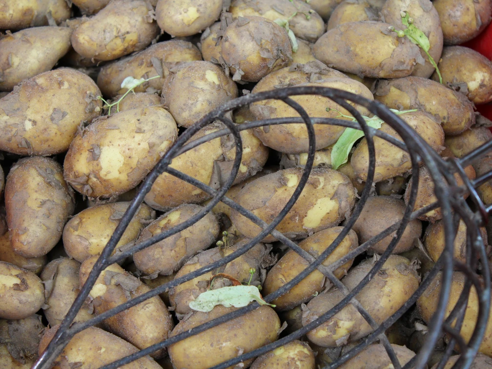 Kartoffeln Frisch geerntete Kartoffeln in einer roten Kiste, teils von Erde bedeckt, mit einem Kartoffelrechen.