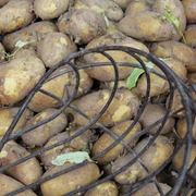 Kartoffeln Frisch geerntete Kartoffeln in einer roten Kiste, teils von Erde bedeckt, mit einem Kartoffelrechen.