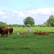 Kühe grasen auf einer grünen Wiese unter blauem Himmel mit vereinzelten Wolken im Sommer.