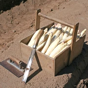 Spargel Frischer, weißer Spargel in einer Holzkiste auf einem Acker, bereit für den Genuss.