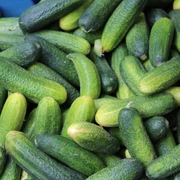 Gurken Frische grüne Gurken liegen dicht nebeneinander gestapelt, bereit zur Ernte oder zum Kauf.