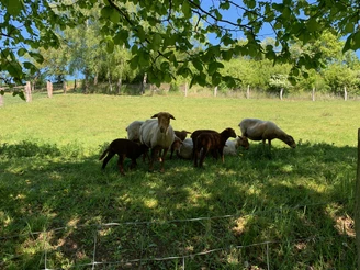 Schafe grasen unter Schatten spendenden Bäumen auf einer sonnigen Wiese, umgeben von einem Holzzaun.