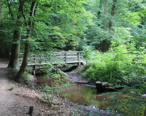 Märchenwald Pfarrbusch Eine hölzerne Fußgängerbrücke überspannt einen kleinen Bach in einem üppig bewaldeten Gebiet.
