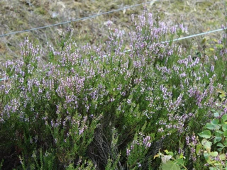 Mainscher Heide Blühende Heidepflanzen mit violetten Blüten erstrecken sich im Vordergrund eines Naturgebiets.