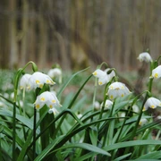 Frühling_Oderwald (3).JPG