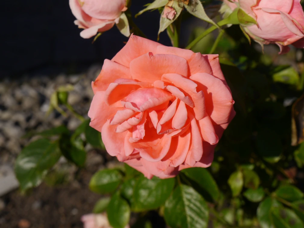 Leuchtend rosa Rose in voller Blüte mit grünen Blättern, von Sonnenlicht bestrahlt.