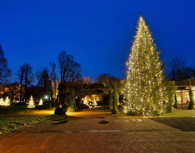 lichterwochen-bad-zwischenahn-terrasse-wandelhalle.jpg Beleuchteter Weihnachtsbaum vor der Wandelhalle Bad Zwischenahn bei Abenddämmerung.