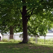 Campsite City of Cologne Wohnmobil parkt unter grünen Bäumen, mit Blick auf den Rhein und eine nahegelegene Brücke in Köln.Motorhome parked under green trees, with a view of the Rhine and a nearby bridge in Cologne.