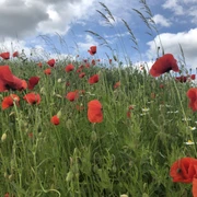 Mohn Roter Mohn mit weiß leuchtendem Kamille in einer grünen Wiese unter hellblauem Himmel mit Wolken.