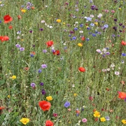 Blumenwiese Bunte Blumenwiese mit Mohn, Kornblumen und mehrfarbigen Blüten in natürlicher Landschaft.