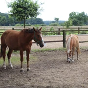 Pferde Zwei Pferde auf einem grasbedeckten Paddock, umgeben von Holzzäunen und grüner Landschaft.