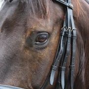 Pferd Braunes Pferd mit Zaumzeug, Blick auf ein Auge. Licht betont die feine Struktur des Fells.