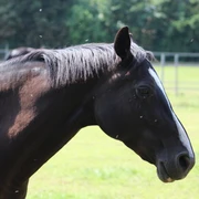 Pferd Braunes Pferd mit weißer Blesse blickt nach rechts. Im Hintergrund sind Weidenzäune sichtbar.